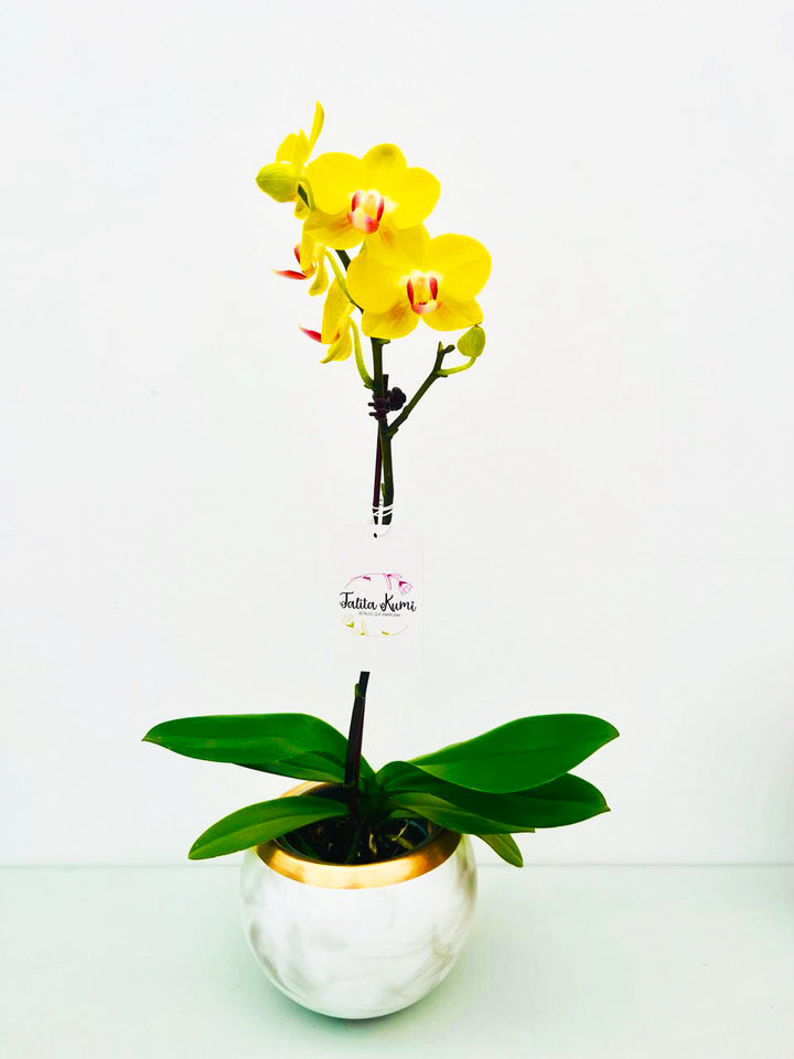 Orquidea